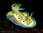 39 Chromodoris kunei